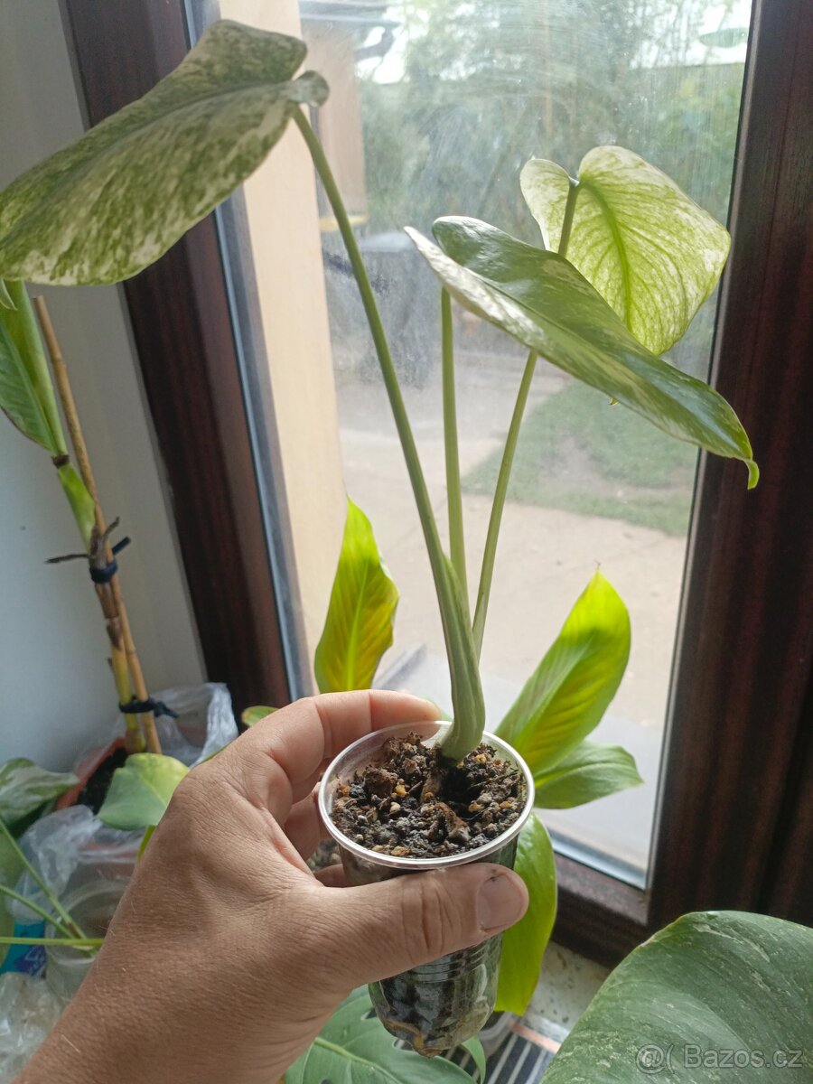 Monstera mintka