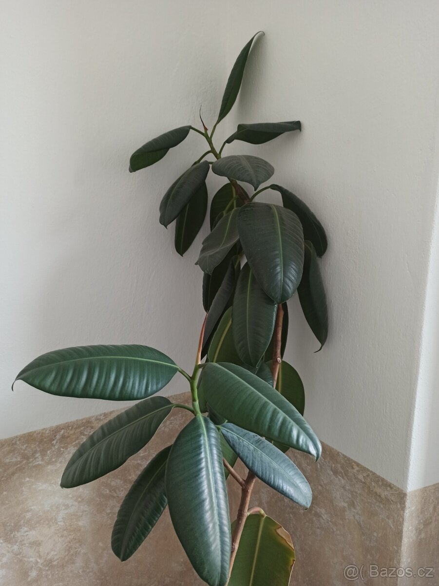 Fíkus 160 cm