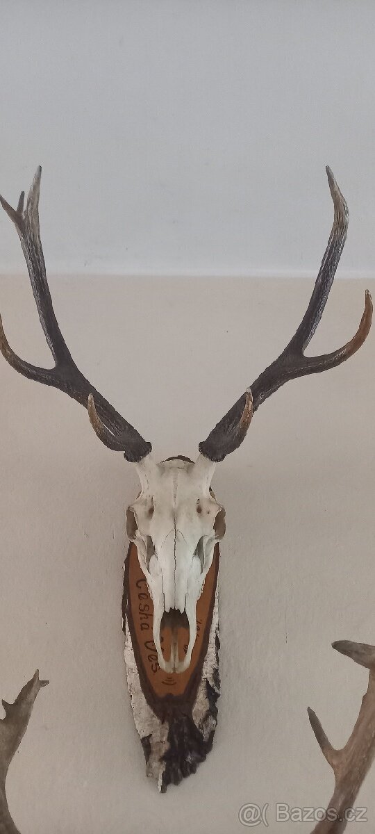 Trofej z jelena