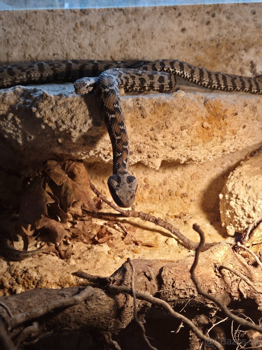 Montivipera wagneri