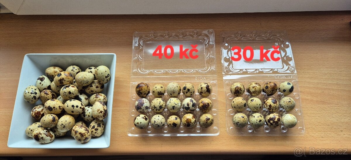 Prodám krepelči vajíčka