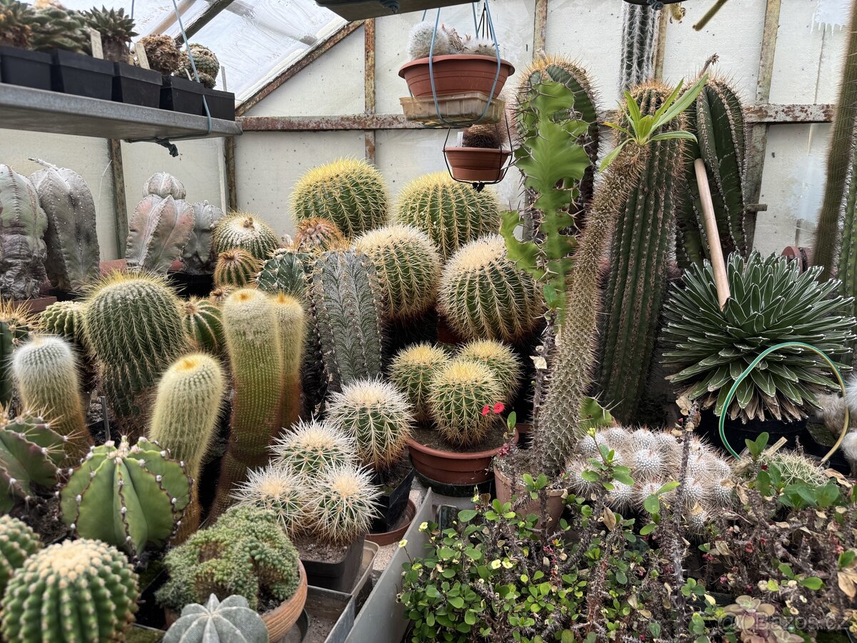 Prodám kaktusy - sbírka