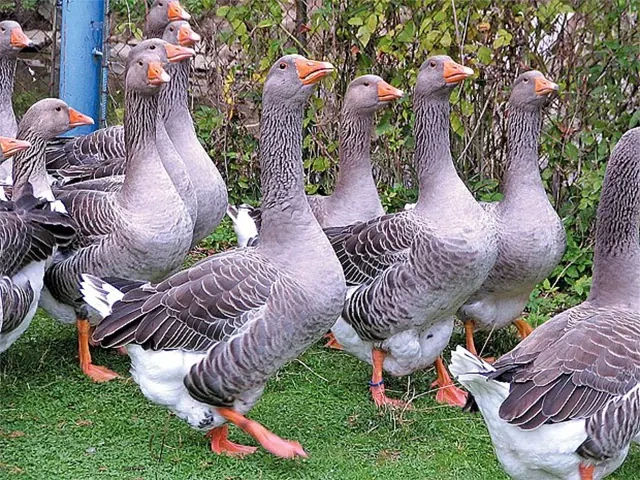 Násadové vejce Landéské husy