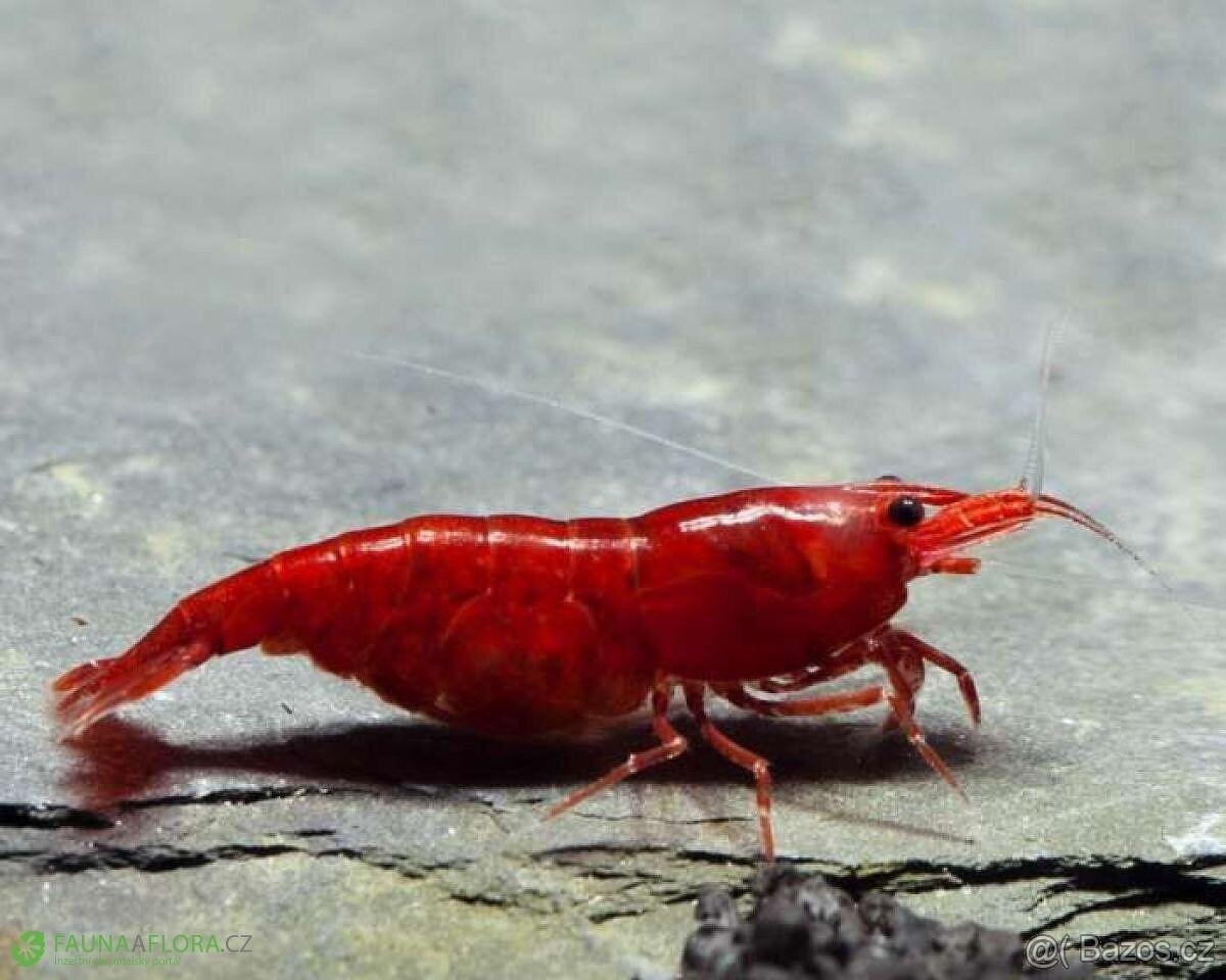Prodám Neocaridina bloody mary ktevety – vlastní chov