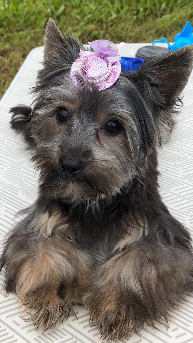 Krytí Jorkšír teriér s PP