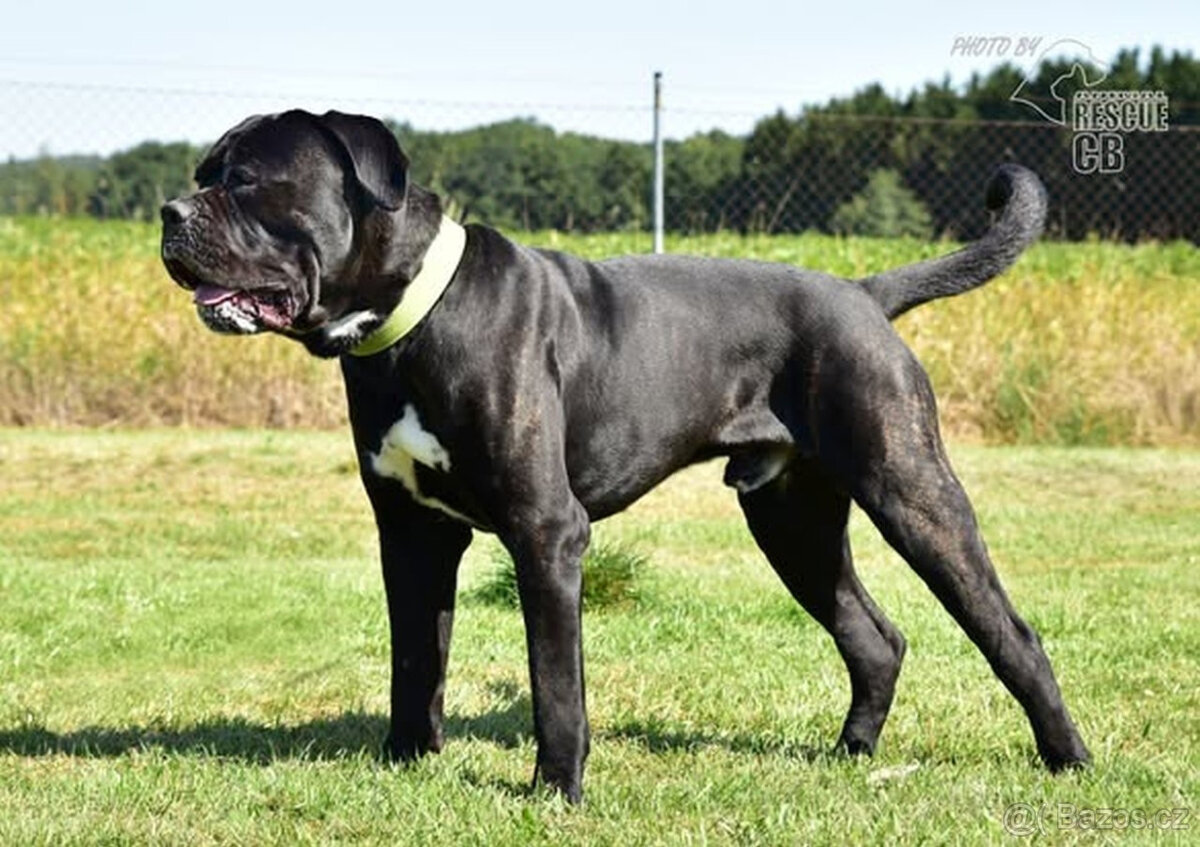 Darujeme nalezeného křížence bandoga