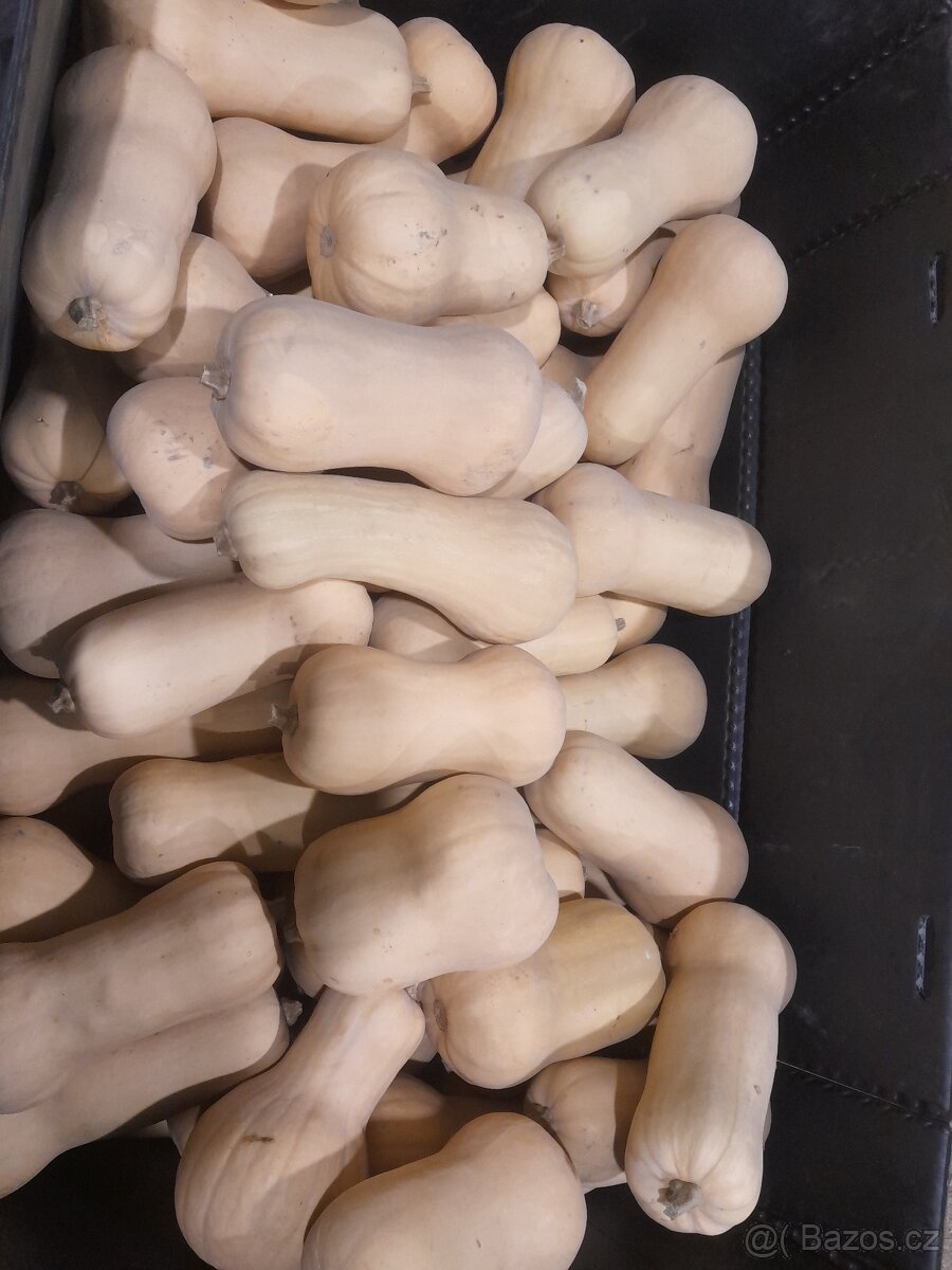 Máslová dýně,  hokaido