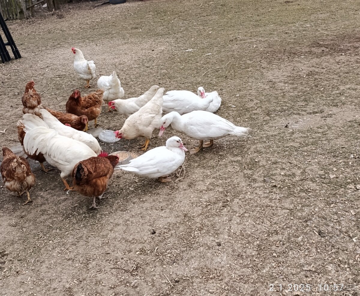 Kachna pižmová, kačer, kohout leghorn