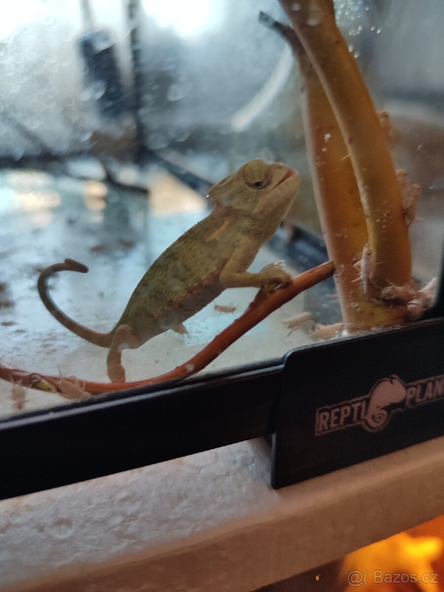 Chameleon Jemenský - mláďata