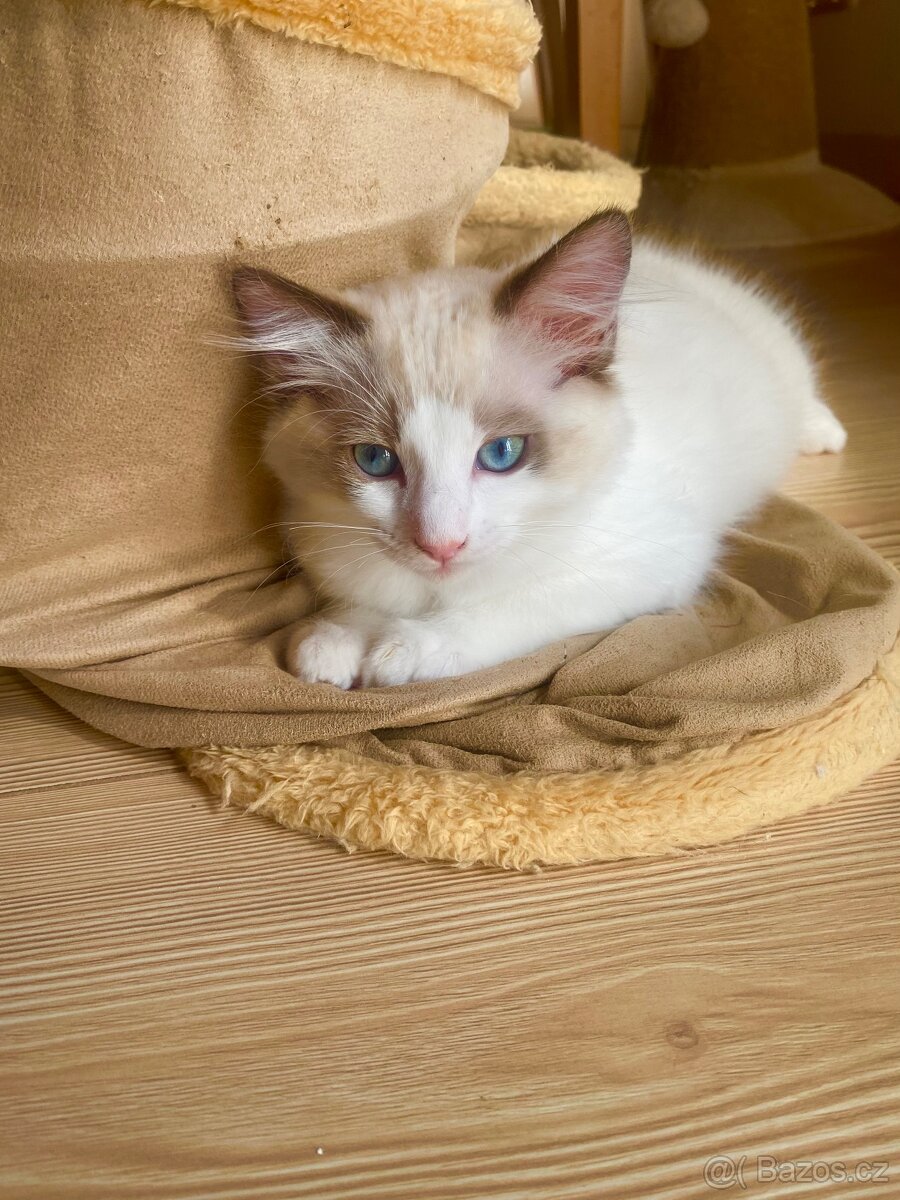Koťátka Ragdoll s PP