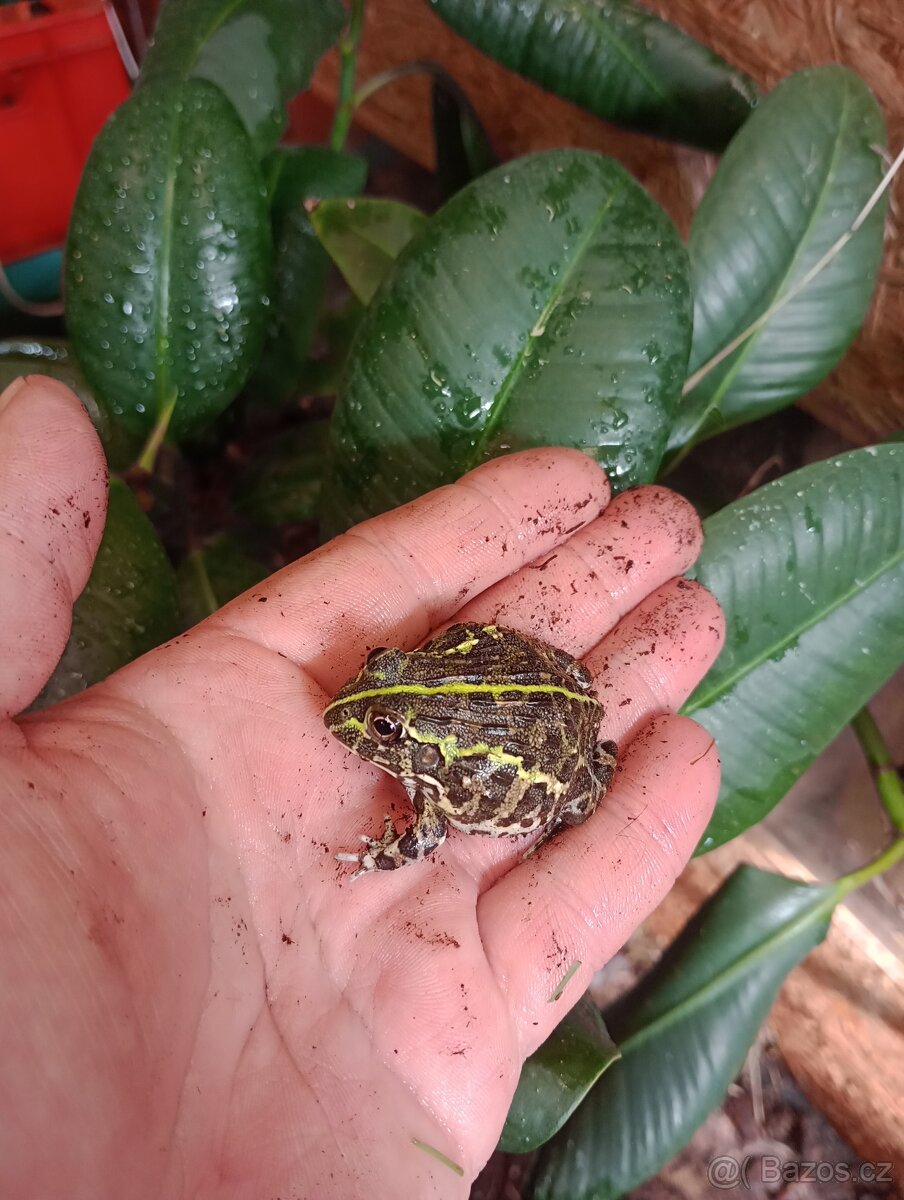 Hrabatka drsná (Pyxicephalus adspersus)