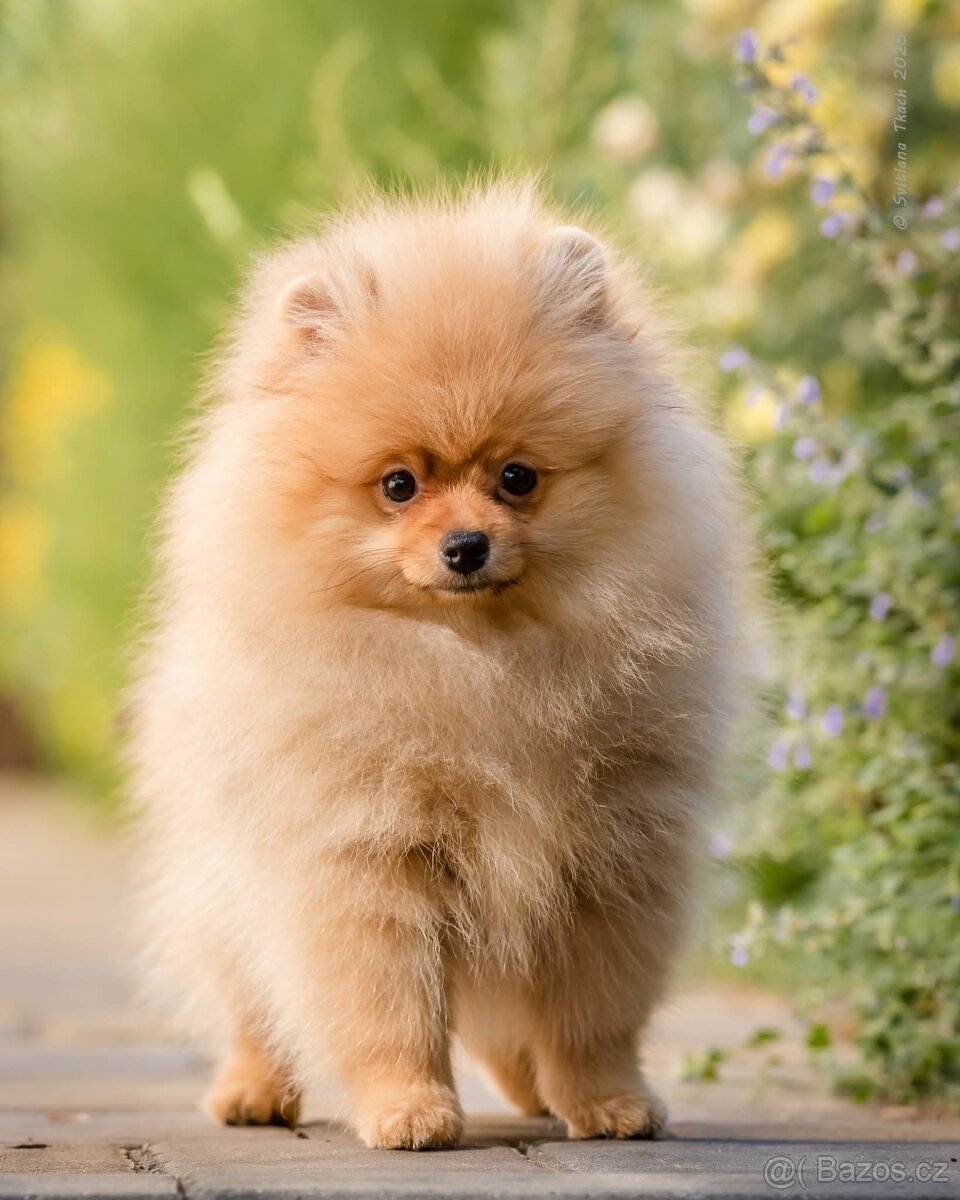 Štěňata Pomeranského špice
