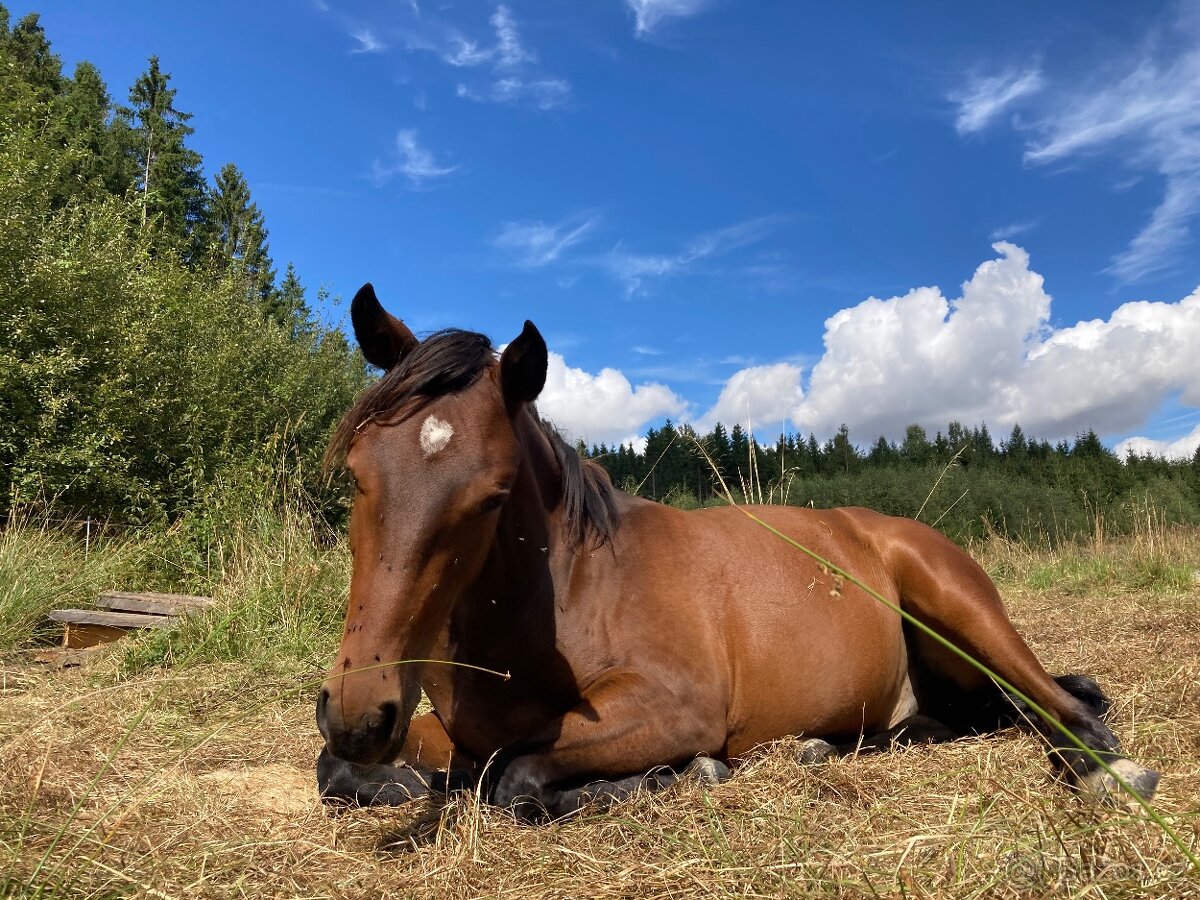 Potřebuju se zbavit tohoto koně typu Lusitano