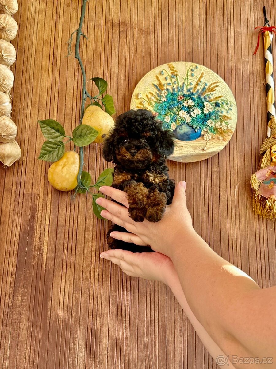 Neuvěřitelný toy pudl fantom P.P. FCI