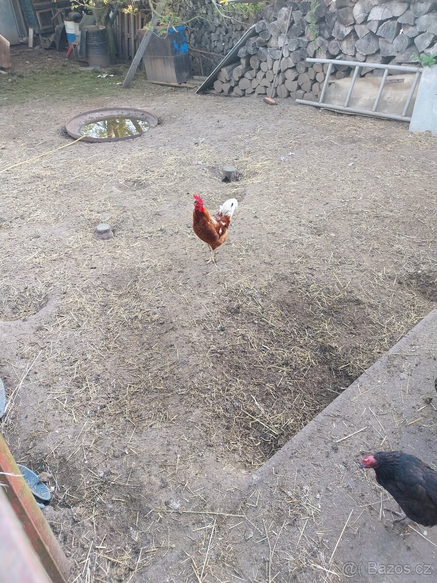 Kohout