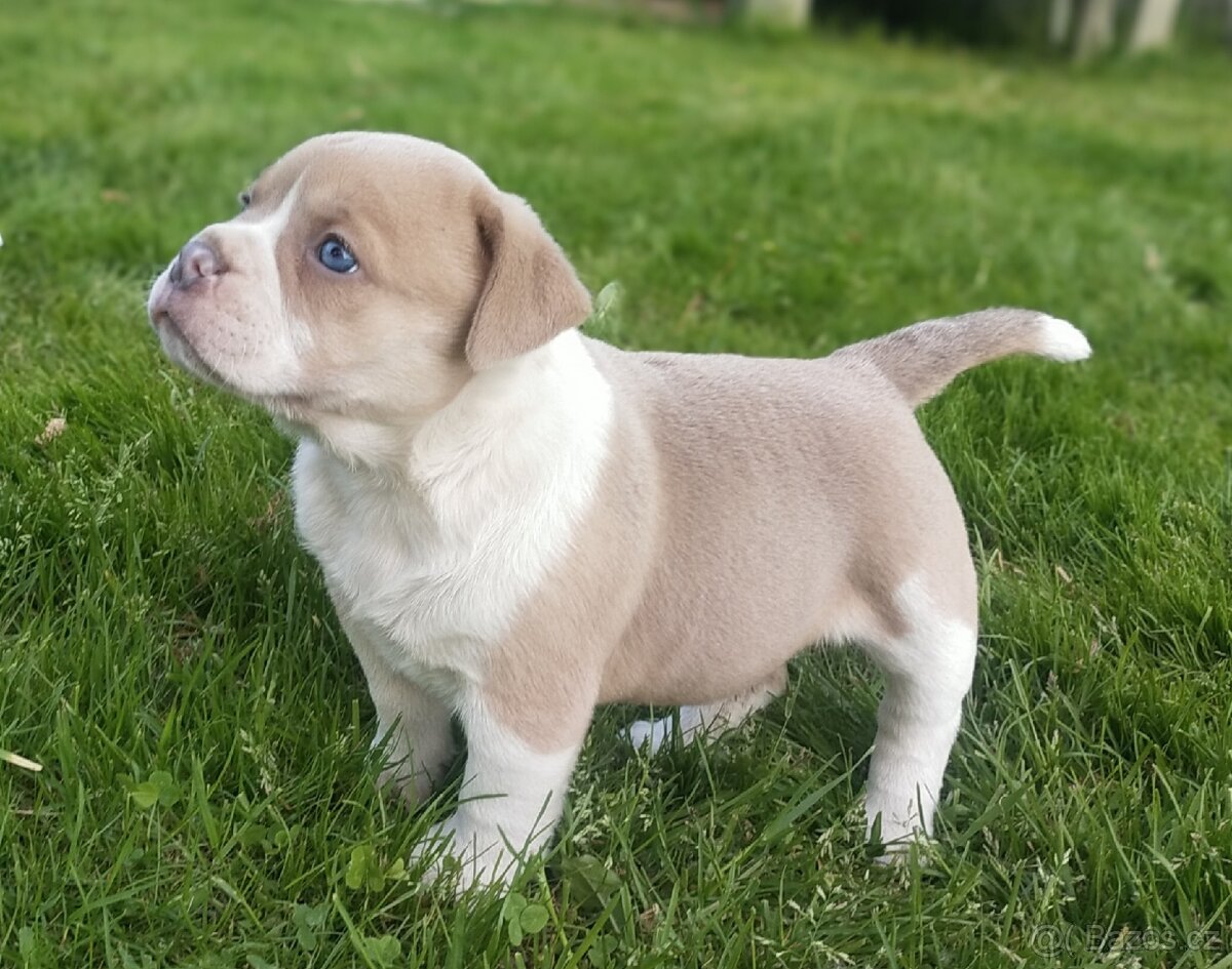 Old English Bulldog, Staroanglický buldok