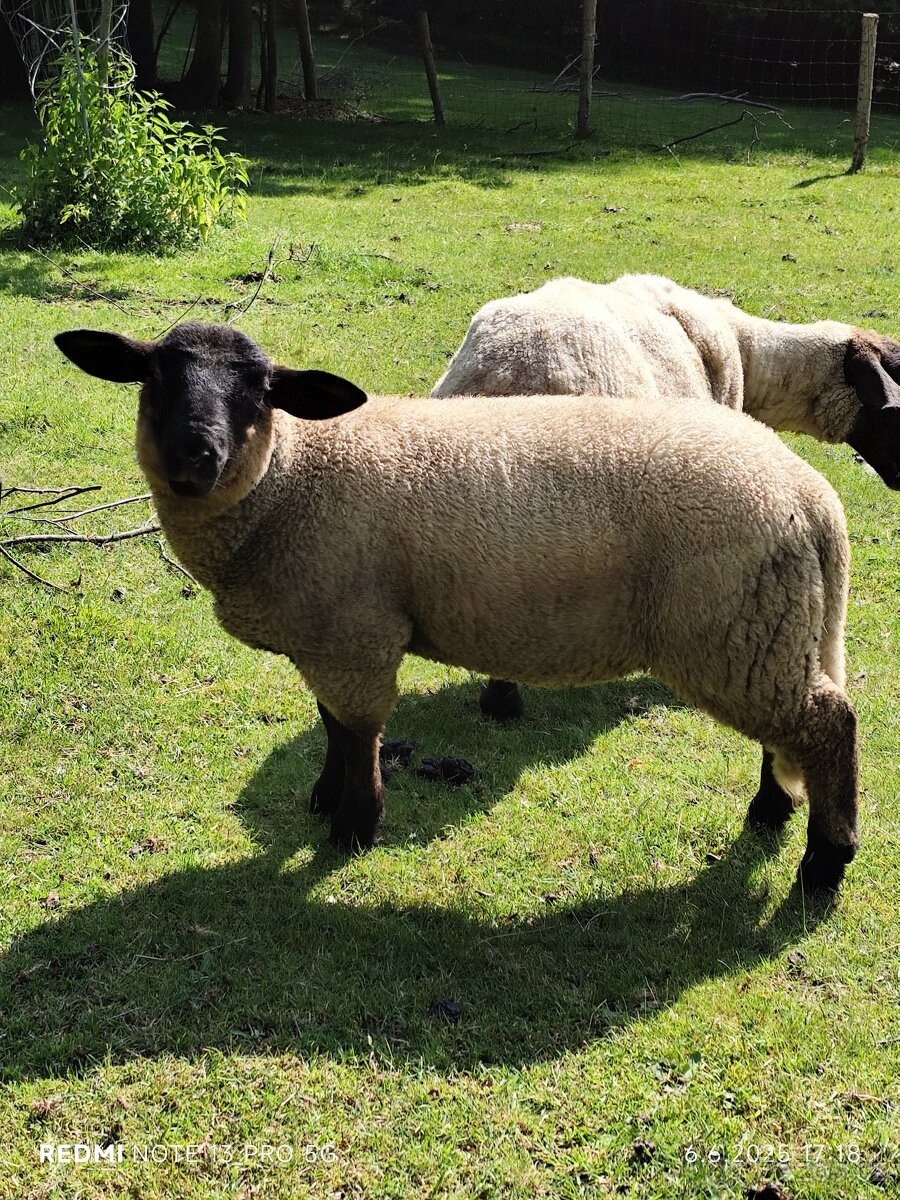 Beránek Suffolk