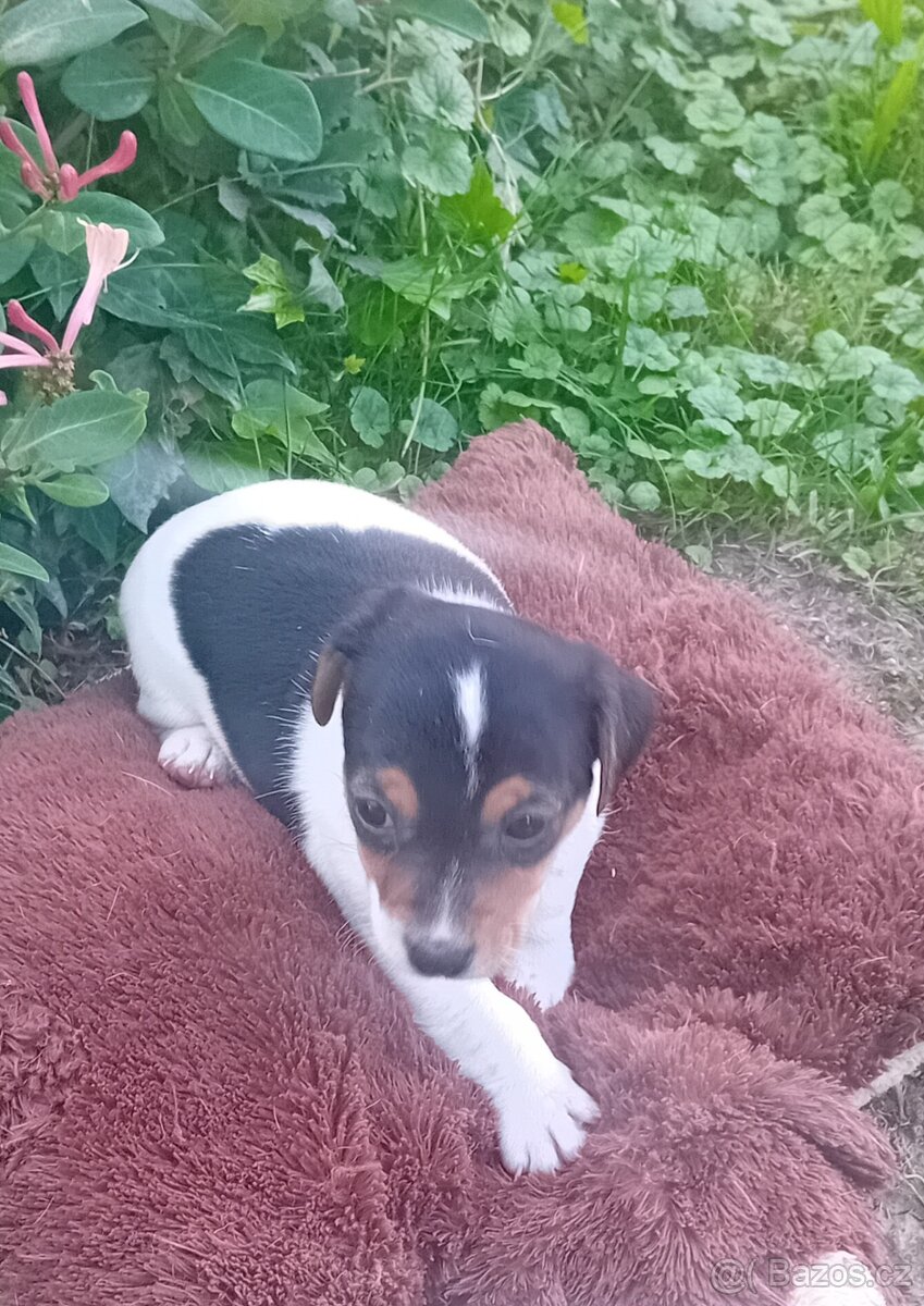 Na prodej štěňátko fenečka jack russel teriera