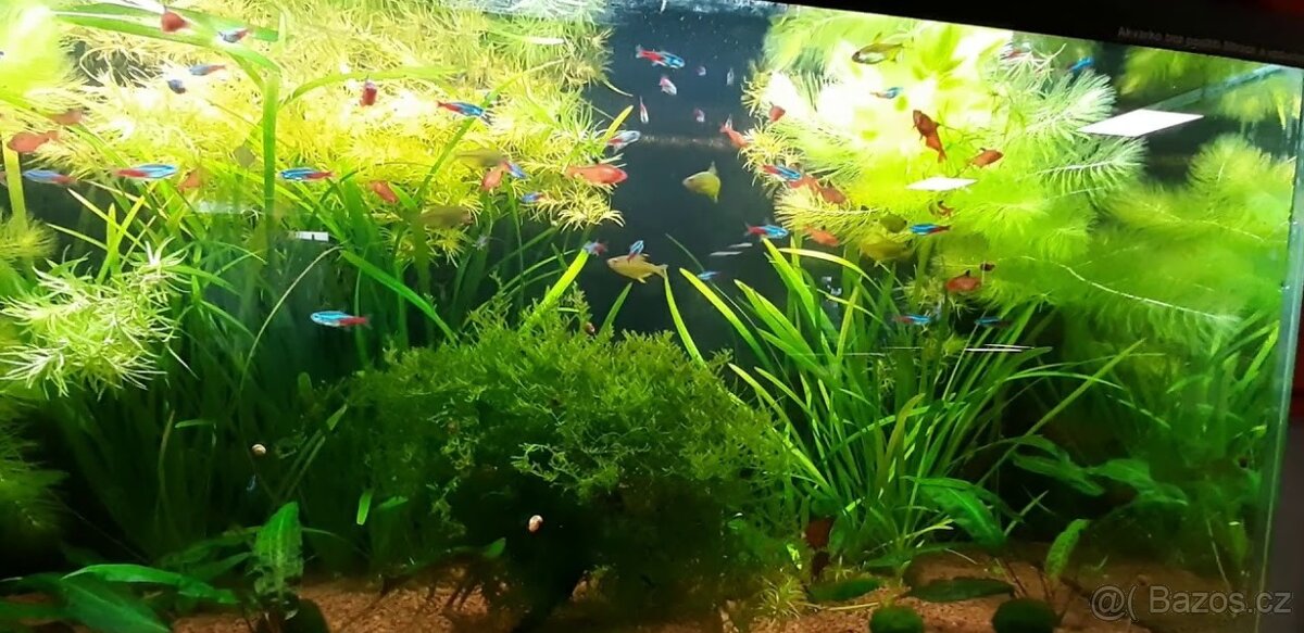 Akvarijní rybičky za odvoz