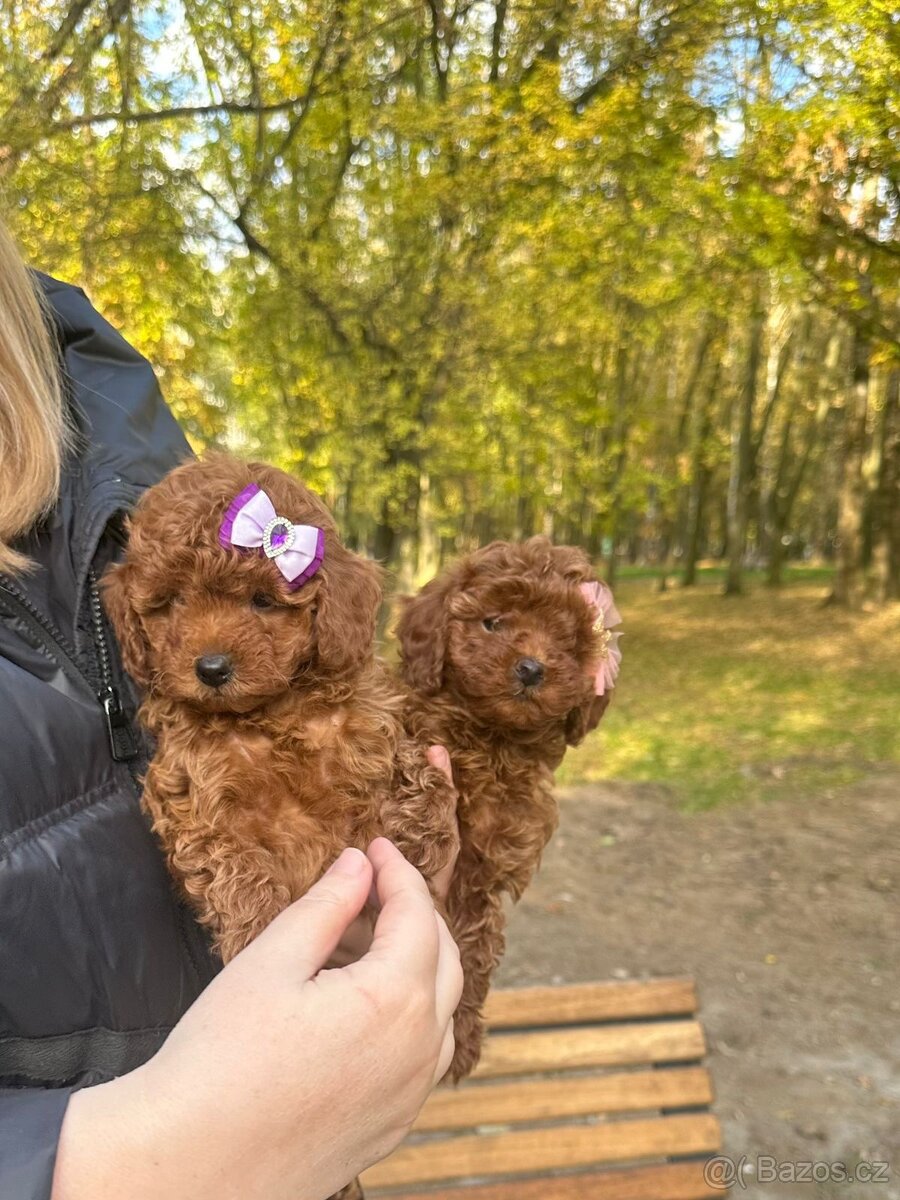 Neuvěřitelné holky, toy pudle FCI