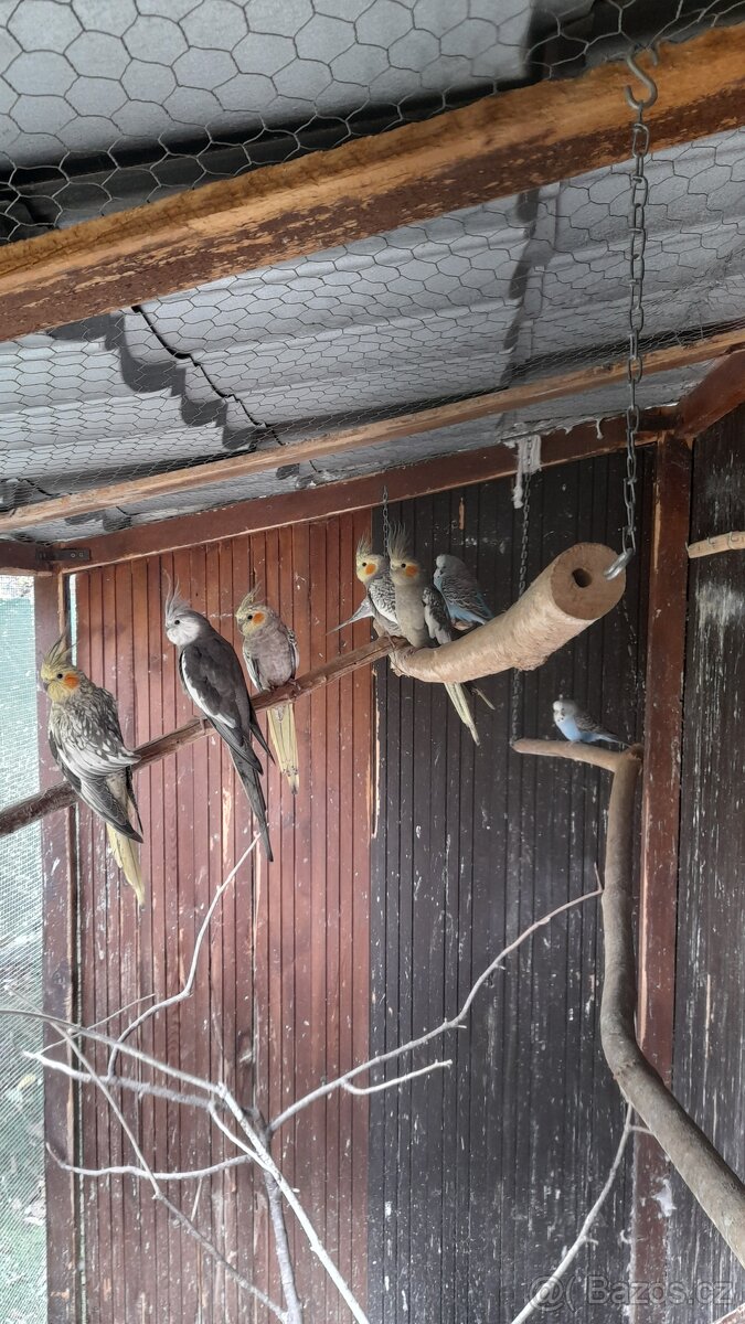 Prodám korely, andulky, holoubky a pap. horského