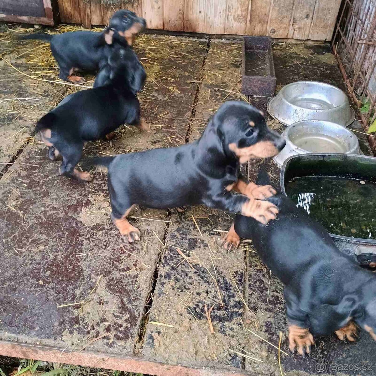 Jezevčík trpasličí