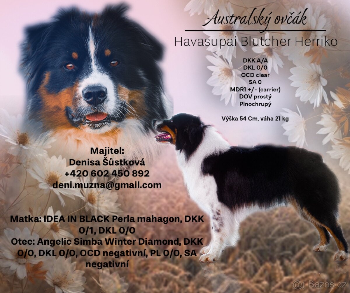 Krytí chovným psem- Australský ovčáka s PP