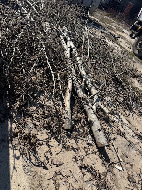 DŘEVO NA OTOP - osika, bříza, vrba, třešeň