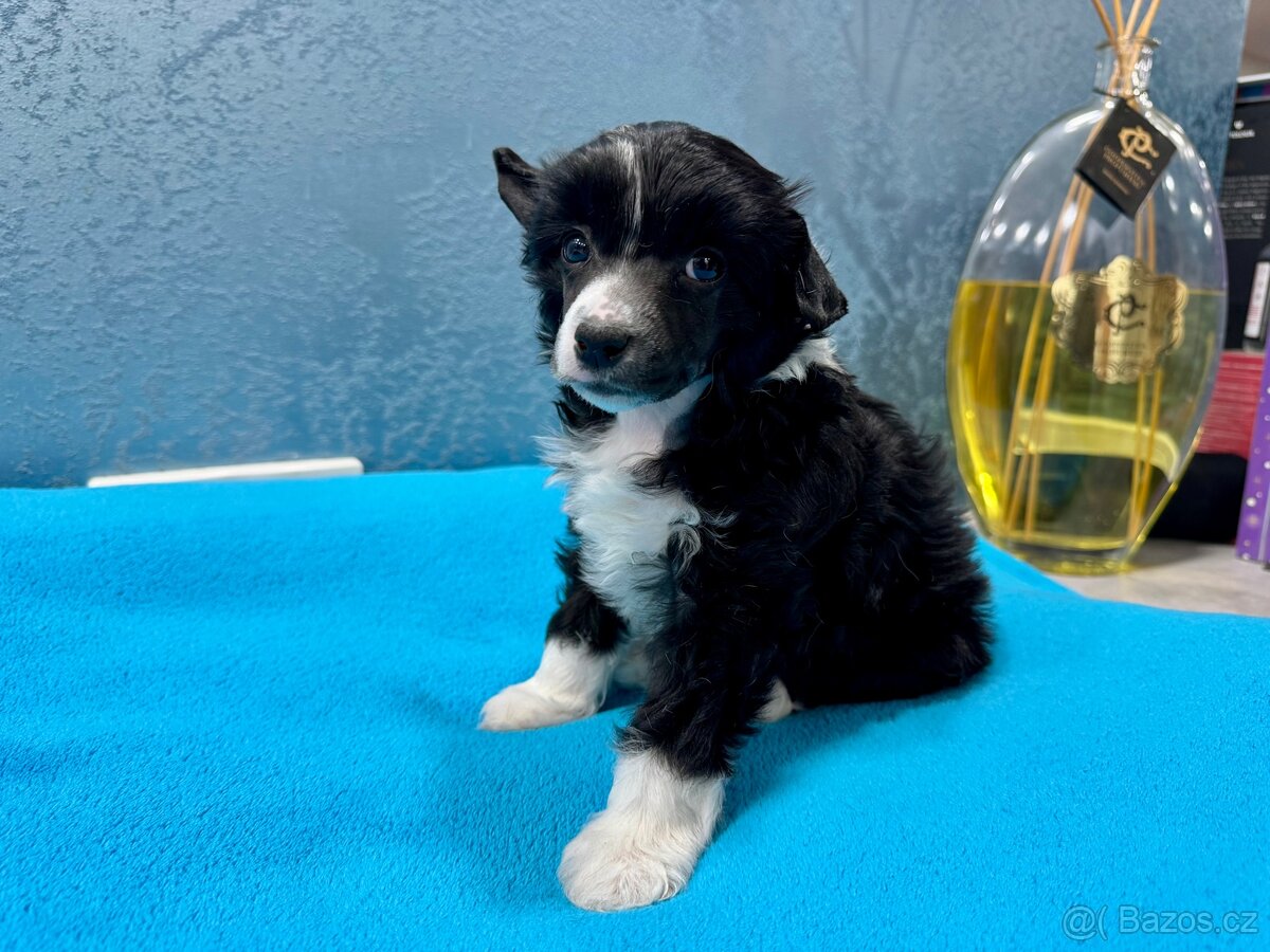 Čínský chocholatý pes s PP - labutěnka Carl