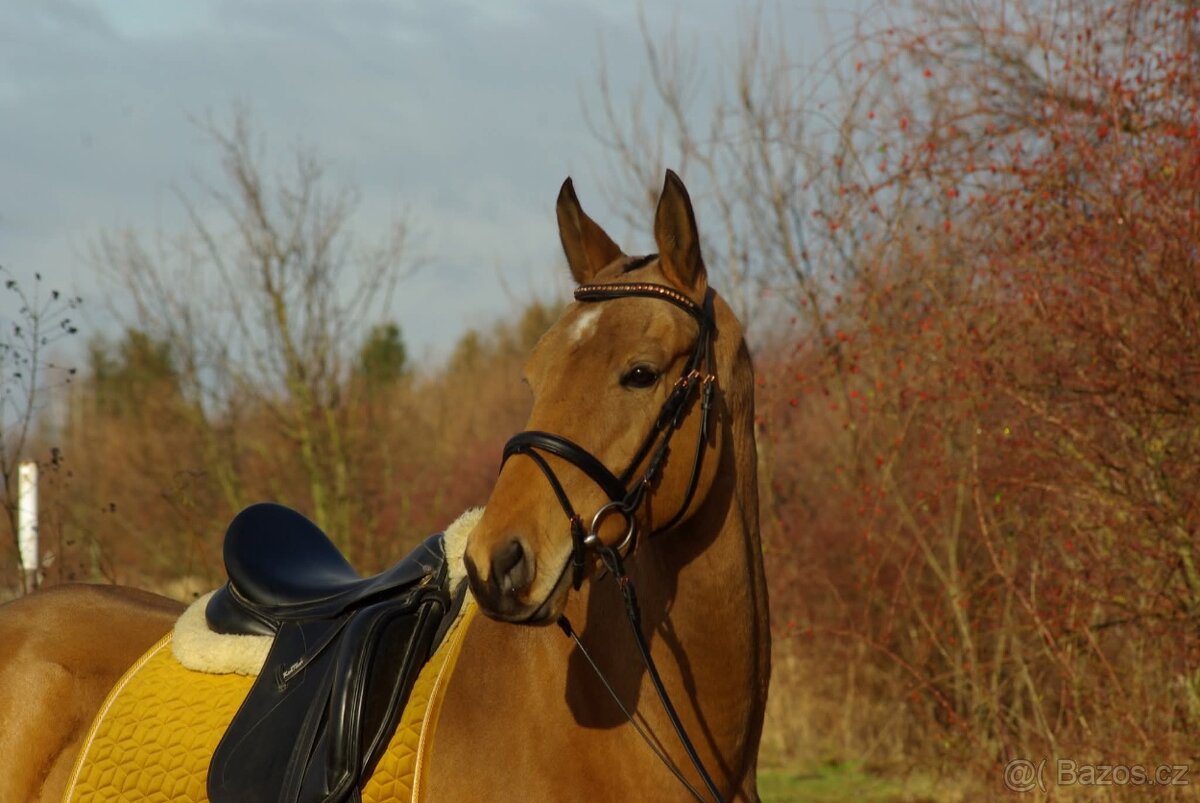 Drezurní sedlo Kentaur Elektra (super stav)