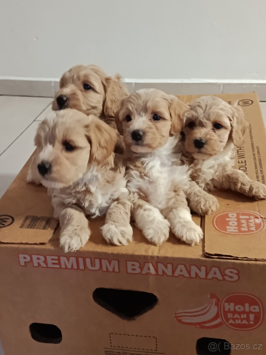 Maltipoo