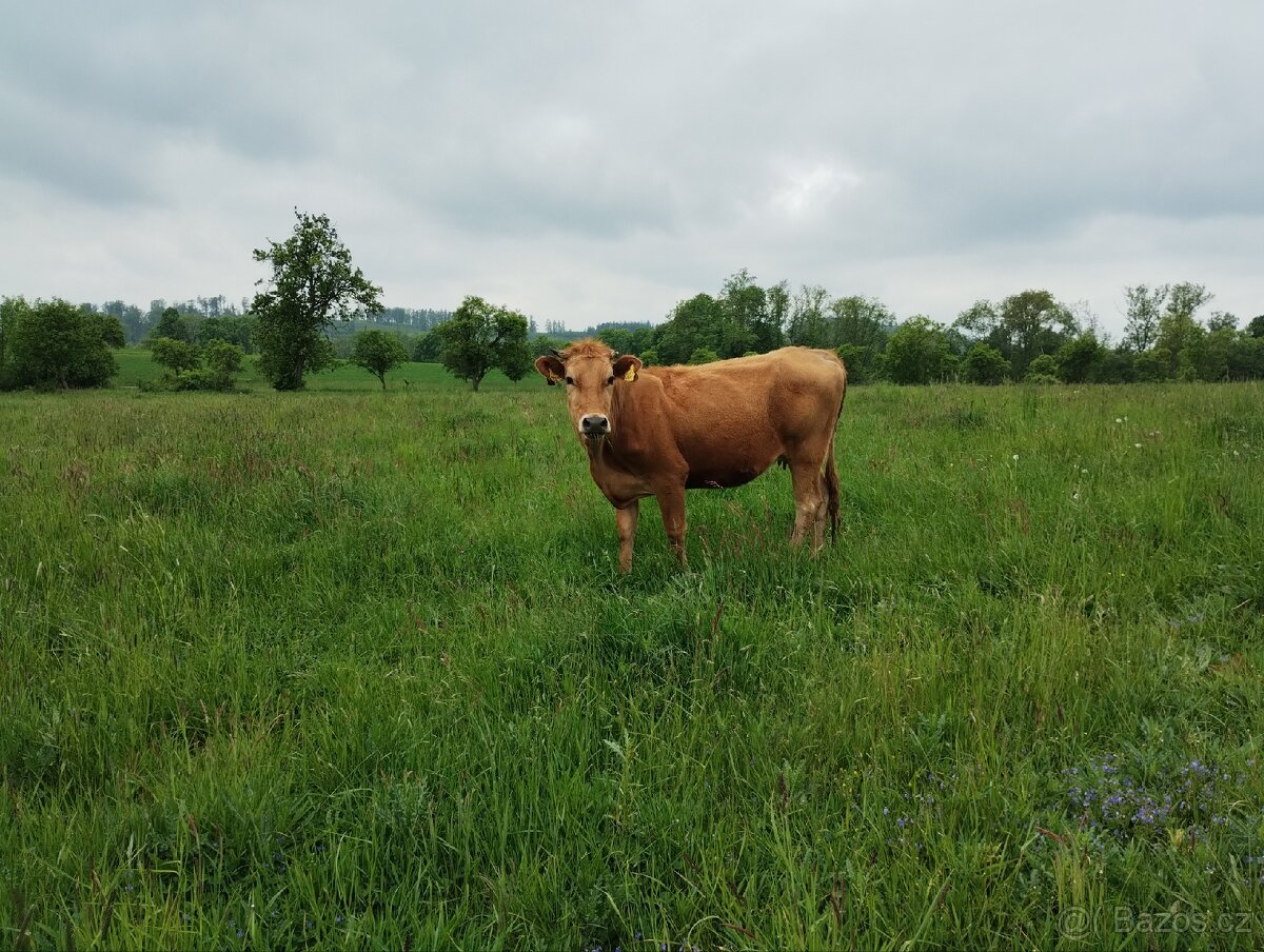 Prodám březí jalovice a krávy