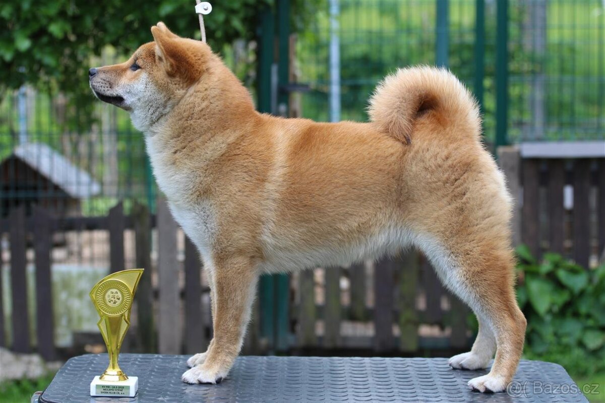 Shiba Inu s PP FCI