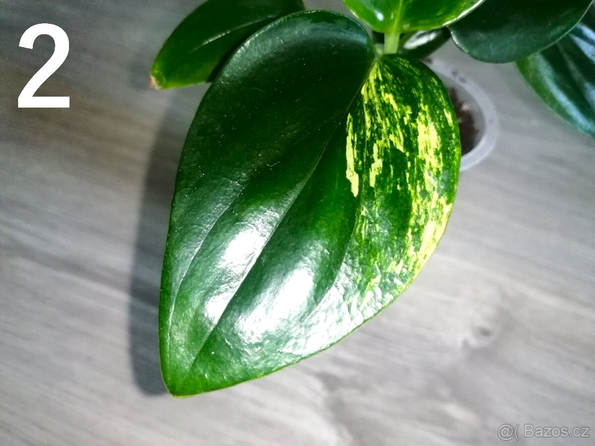Monstera standleyana aurea - Nový list krásně zabarvený