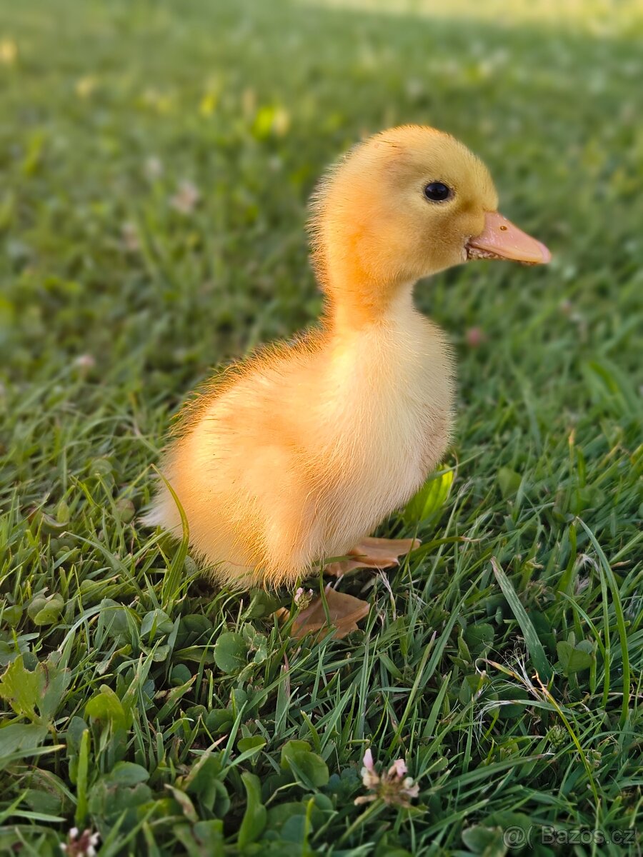 Káčata pekingská