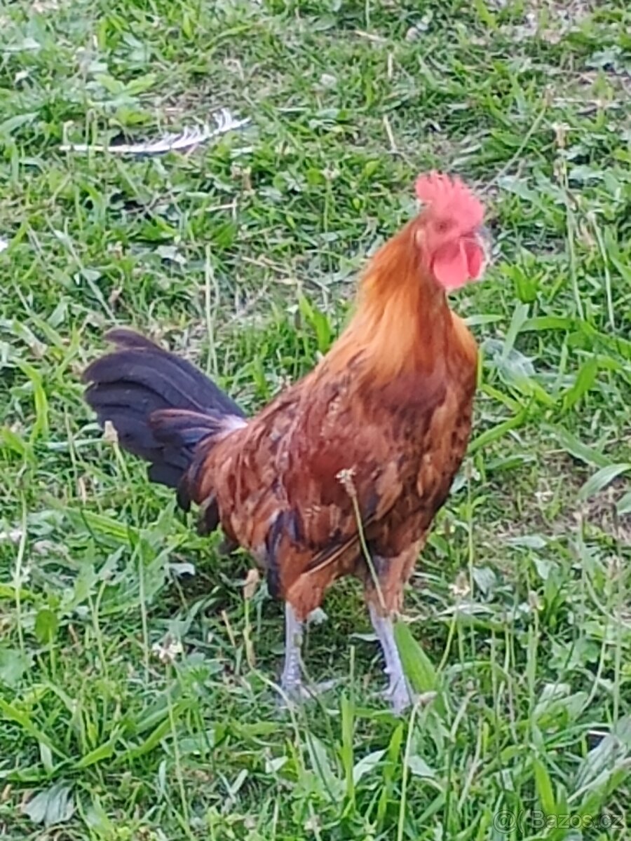 Kohouti české zlaté kropenky