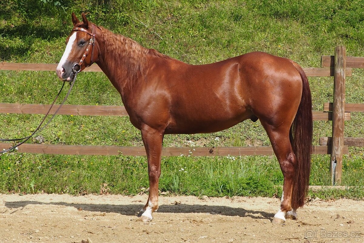 Quarter Horse Valach 2021