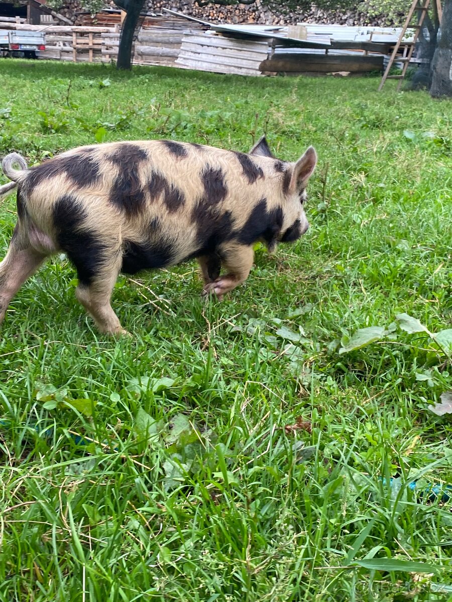 Kune Kune
