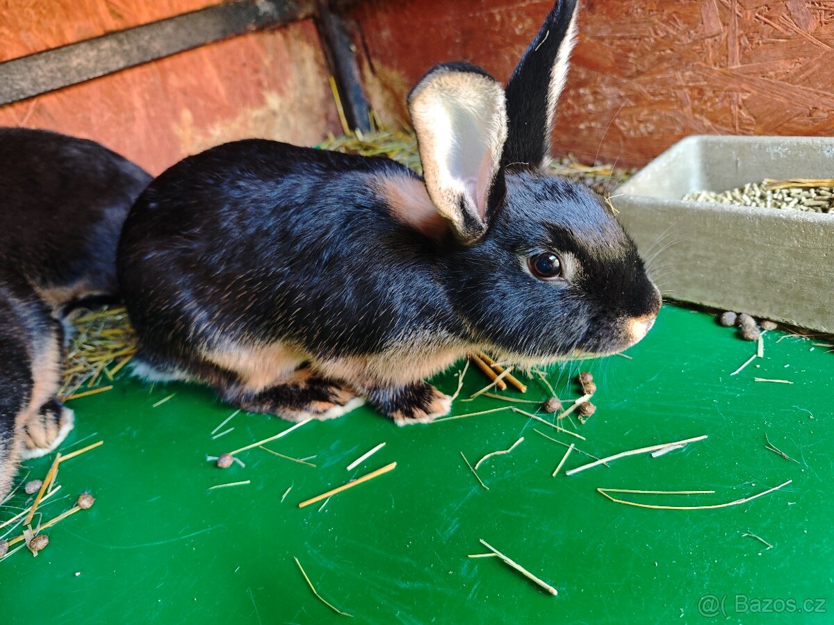 Králíci
