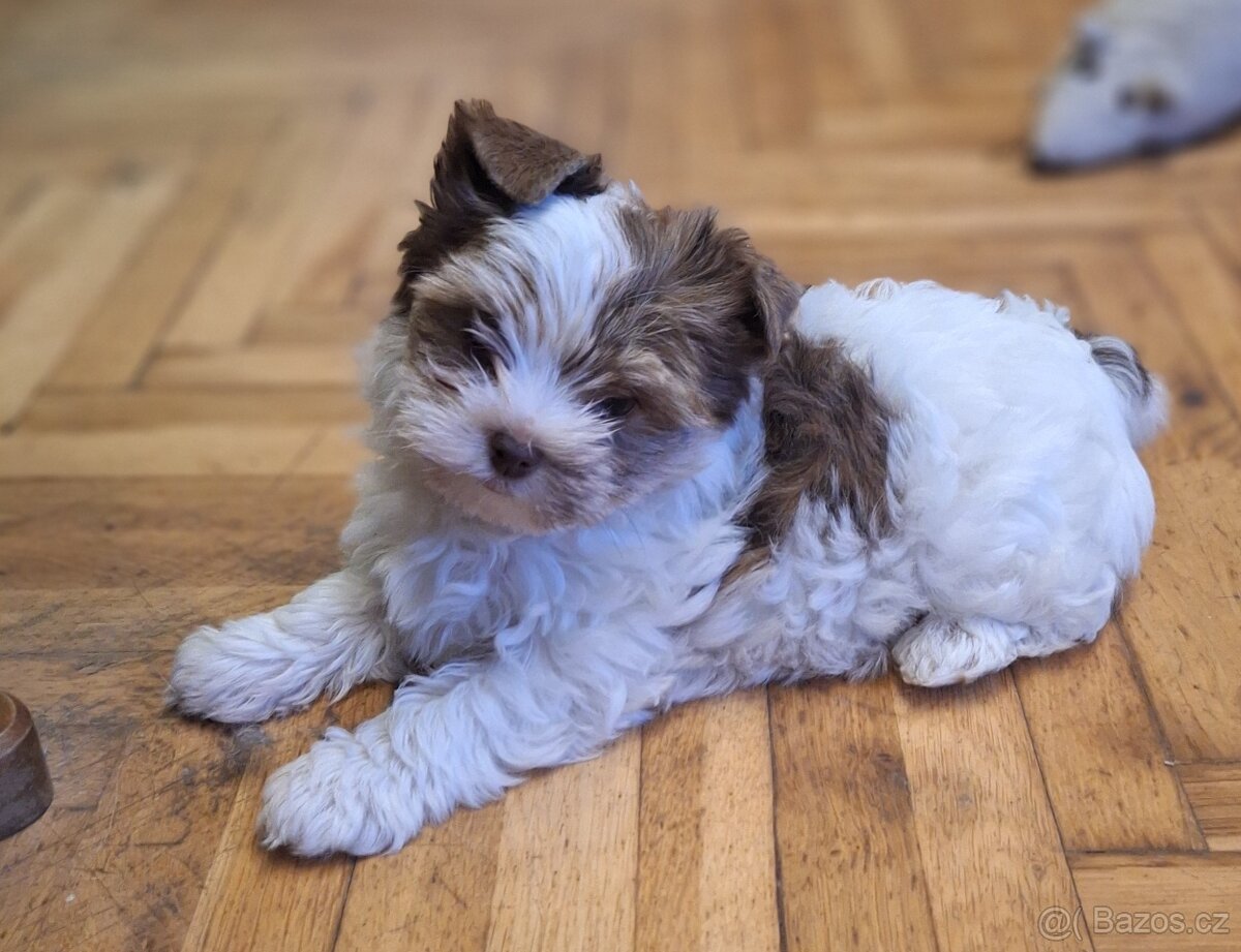 Jorkšírský teriér - pejsci s PP