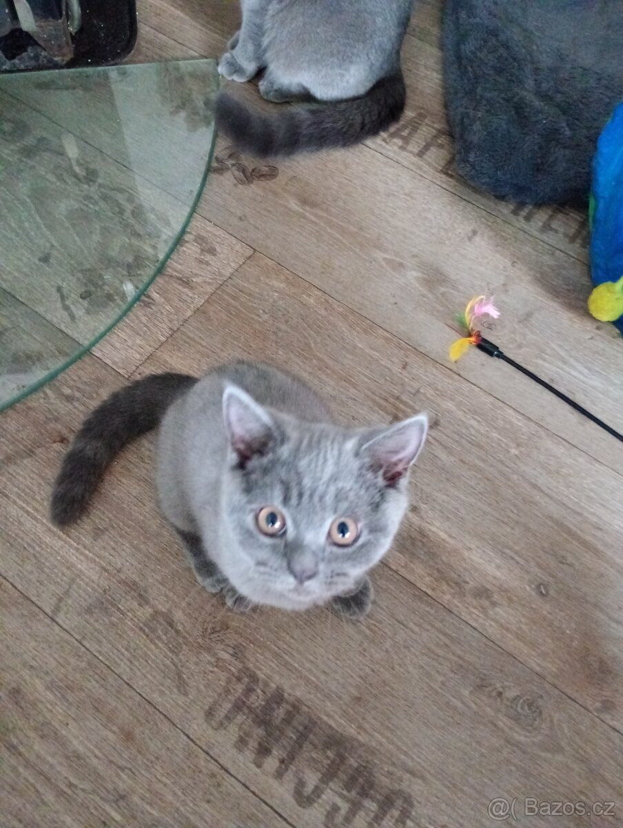 Britská modrá koťátka