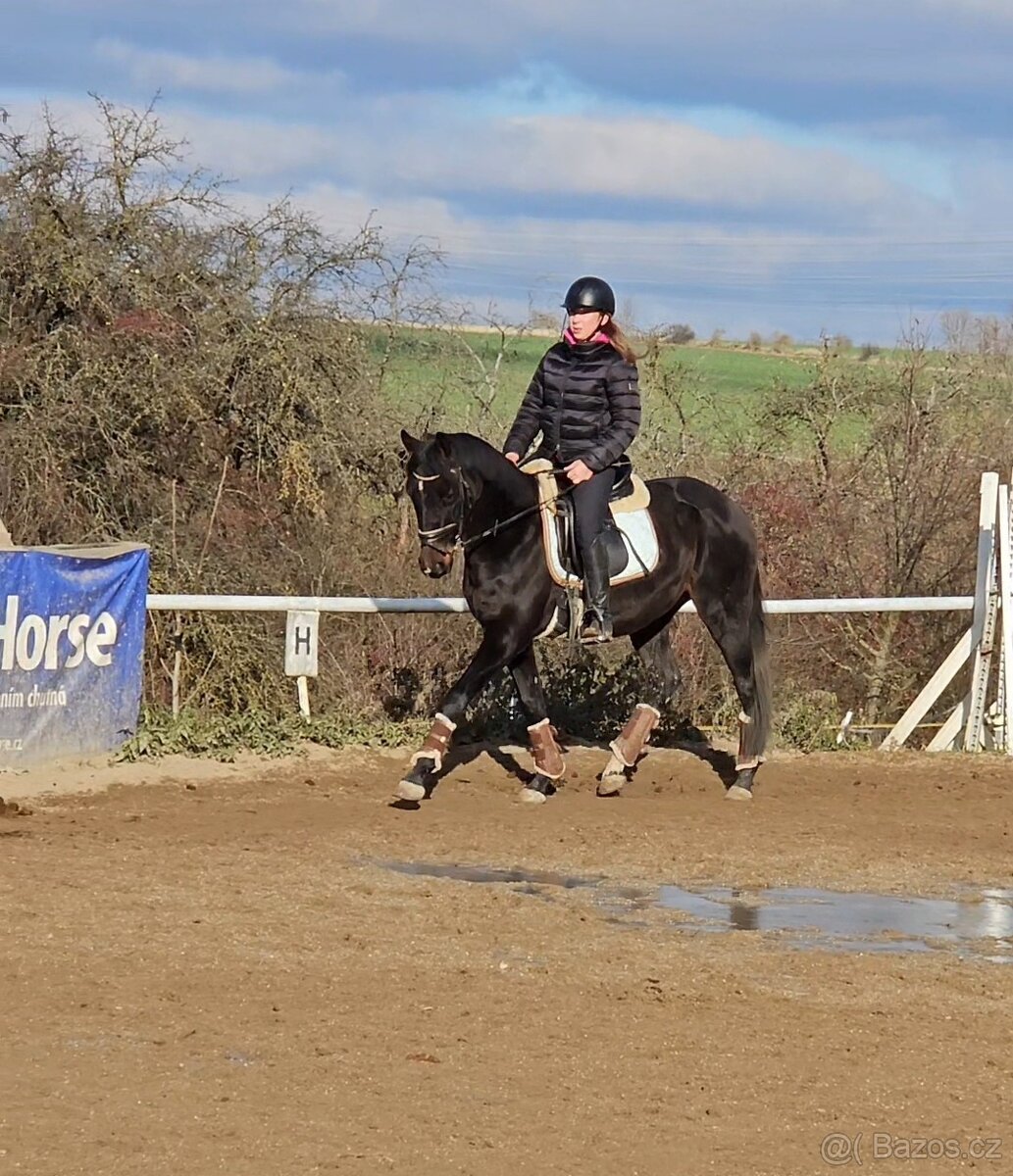 Krásný mladý dámský koník