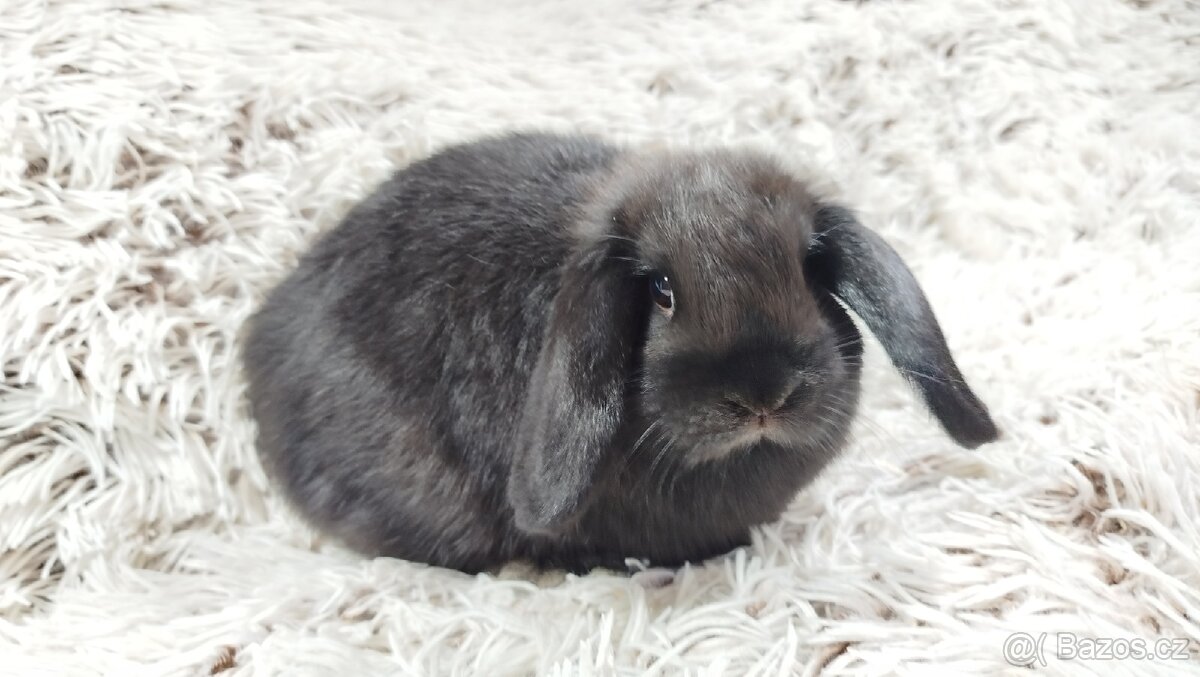 Zakrslý beránek, králíček, králík - BRUNO