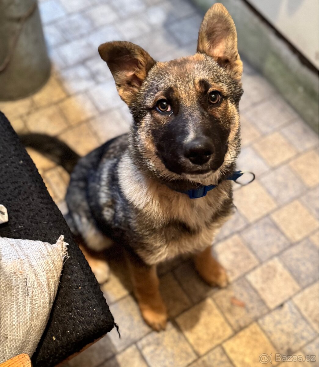 Štěně československý vlčák X německý ovčák