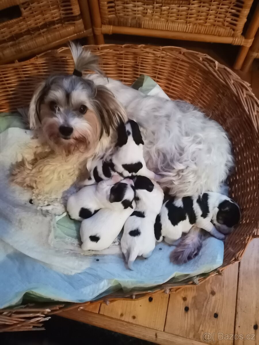 Yorkshire terrier Biewer bez PP