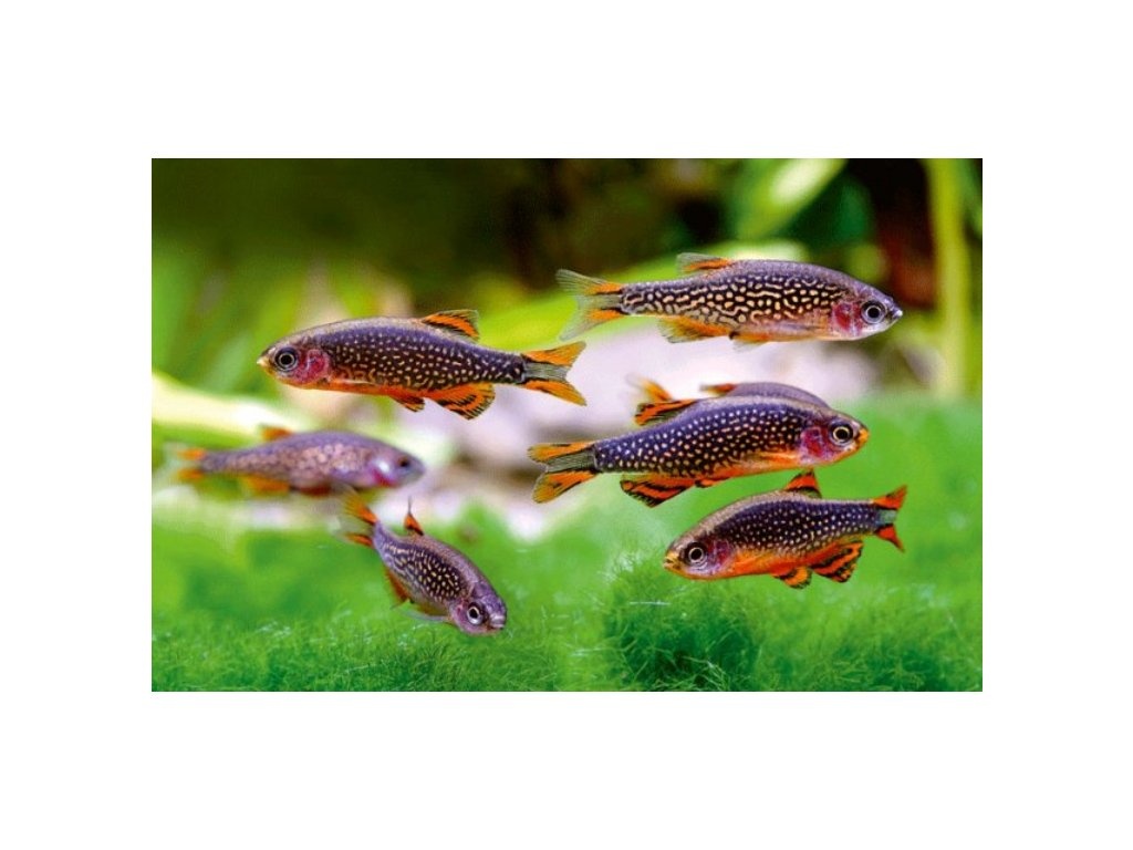 Dánio perlové - Danio margaritatus


