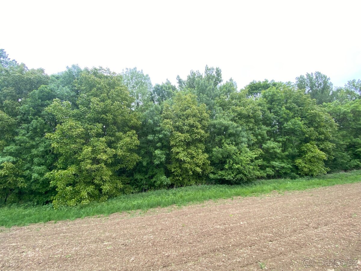 Pozemek ostatní plocha Podolí nad Olšavou