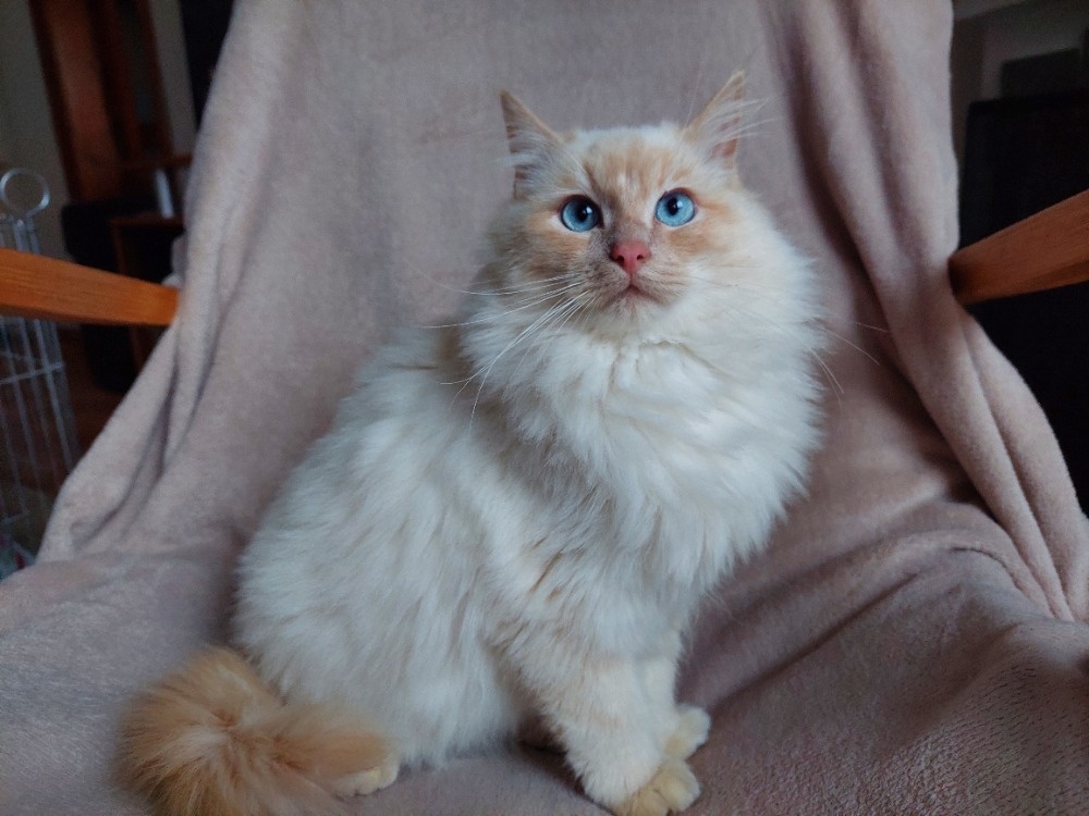 Ragdoll