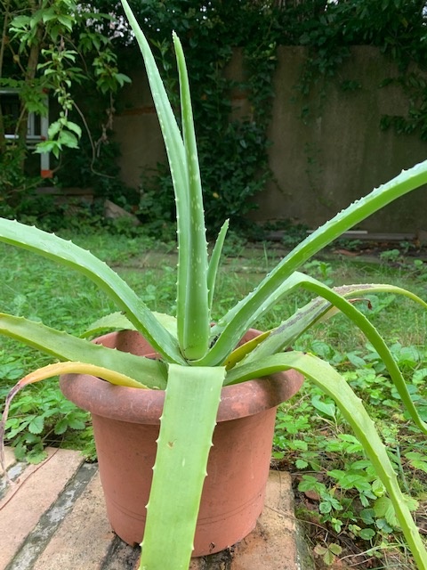 Aloe vera