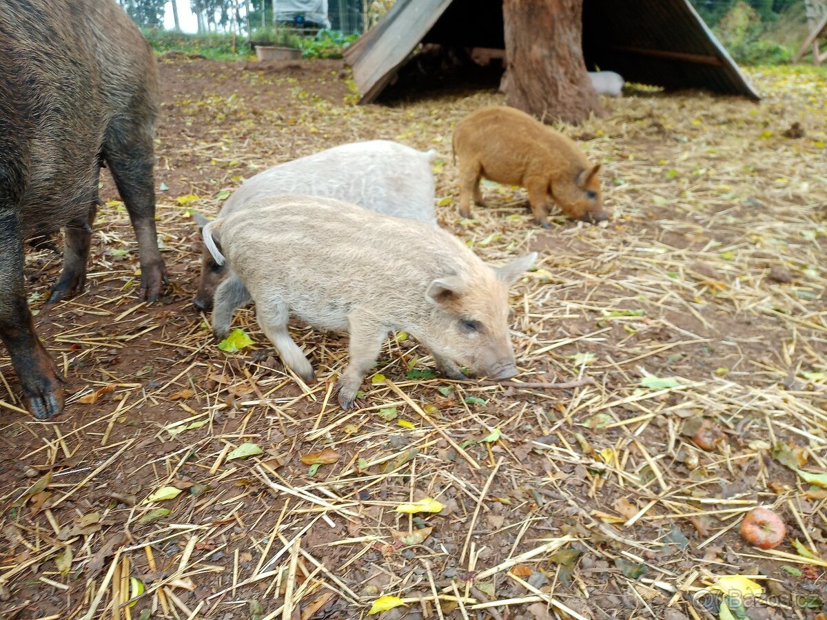 Prodám selátka mangalice